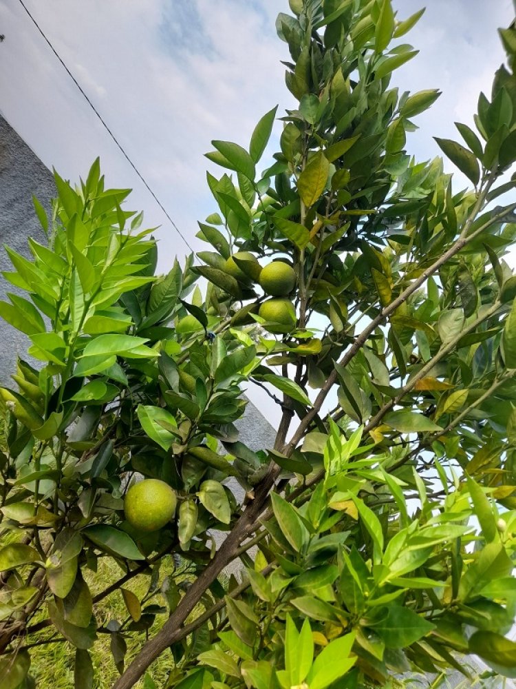 King James wamaze hafi amezi abiri muri Amerika mu mushinga wa Album ‘’Ubushobozi’’ yagarutse mu Rwanda-Amafoto