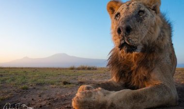 Intare yari ishaje muri Afurika yapfuye