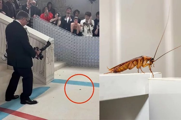 MET Gala 2023: Ikinyenzi ni cyo cyabanjirije ibyamamare kunyura ku itapi itukura