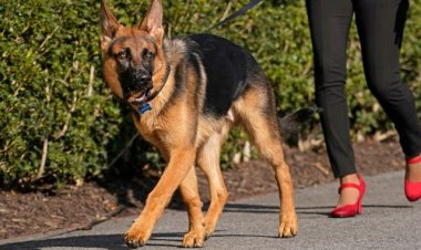 Imbwa za perezida Biden zikomeje kumubera ibirumbo