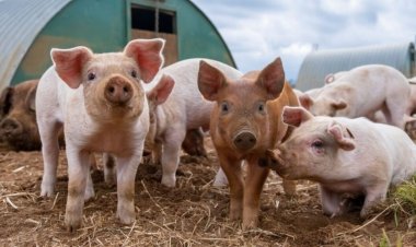 Umugabo yishe abantu babiri abagaburira ingurube ze