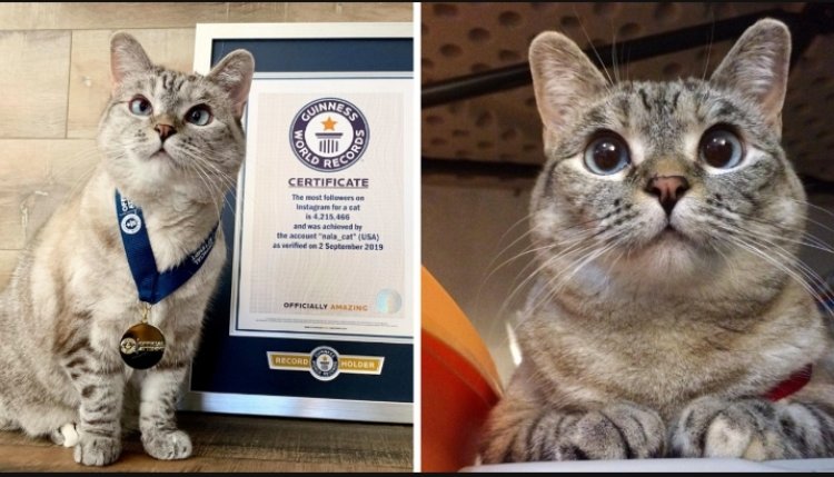 Menya byishi kuri Nala injangwe y'icyamamare kurusha izindi ku isi