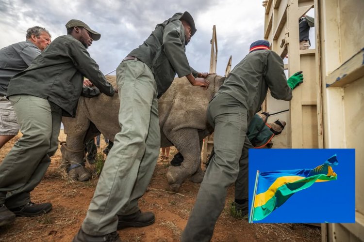 U Rwanda rwakiriye inkura z'umweru 70 zivuye muri Afurika y’Epfo