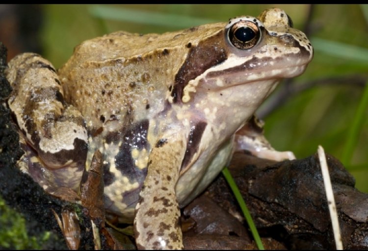 Ese wari uzi ko ibikeri by'ibigore byipfusha mu rwego rwo kwirinda guhuza ibitsina n'ibigabo?