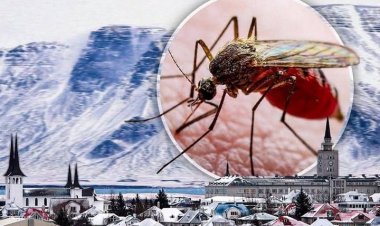 Dore impamvu nta mubu ubarizwa muri Iceland