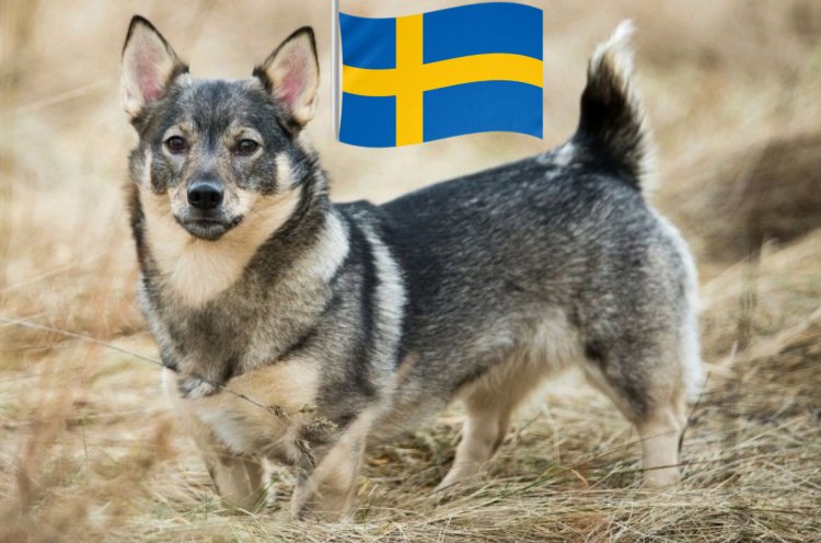 Muri Sweden nta muntu wemerewe gusiga imbwa ye iri yonyine amasaha arenze atandatu