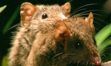 Menya byishi kuri Antechinus, inyamaswa itera akabariro kugeza ishizemo umwuka