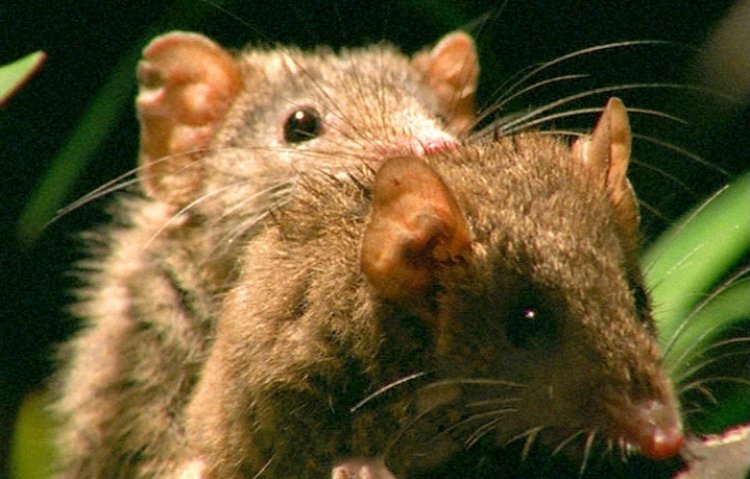 Menya byishi kuri Antechinus, inyamaswa itera akabariro kugeza ishizemo umwuka